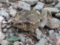 Bufo spinosus