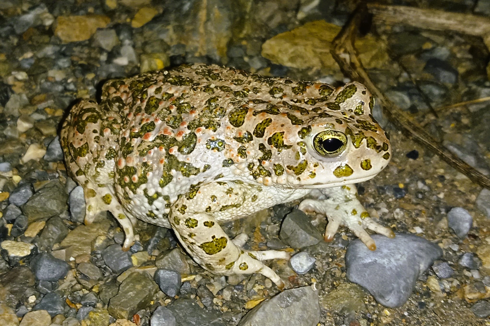 Bufotes balearicus