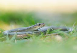 Chalcides chalcides