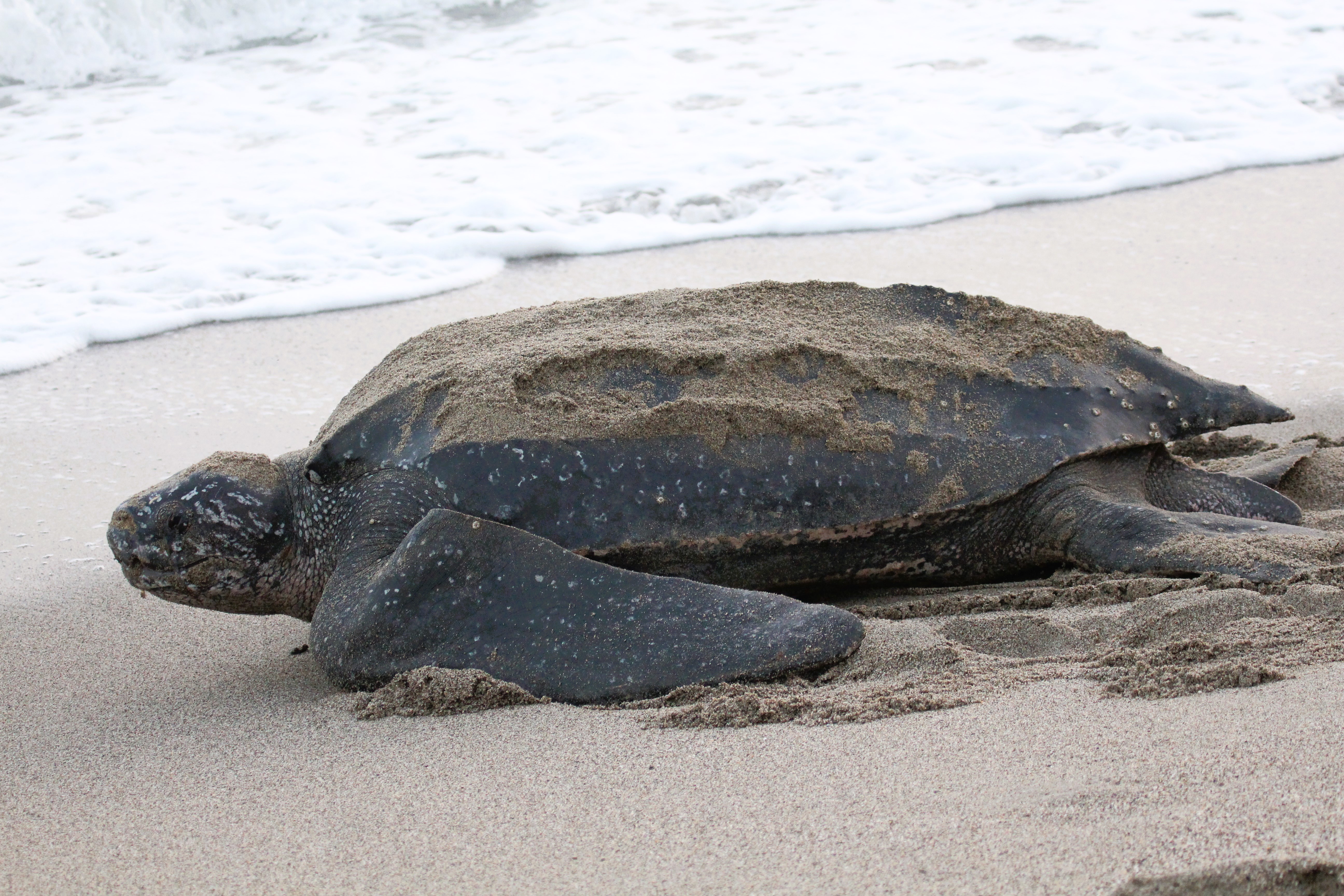 Thumbnail 6 Dermochelys coriacea
