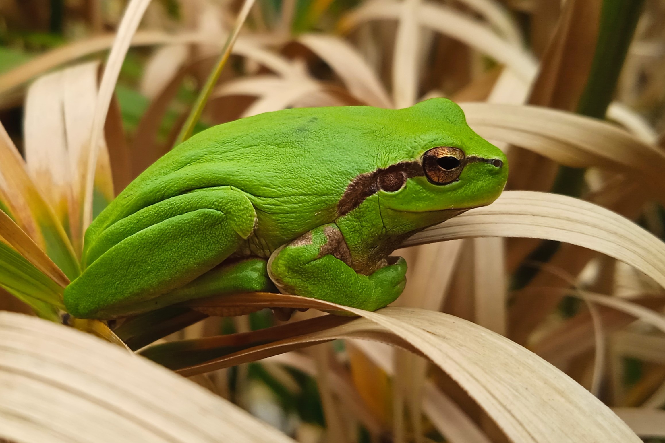 Hyla meridionalis