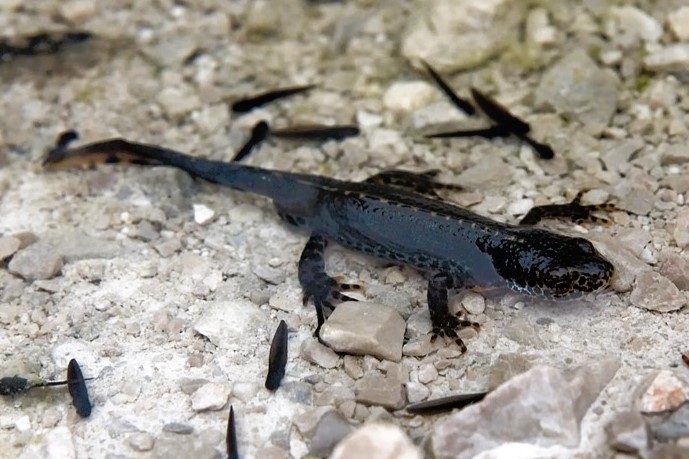 Ichthyosaura alpestris