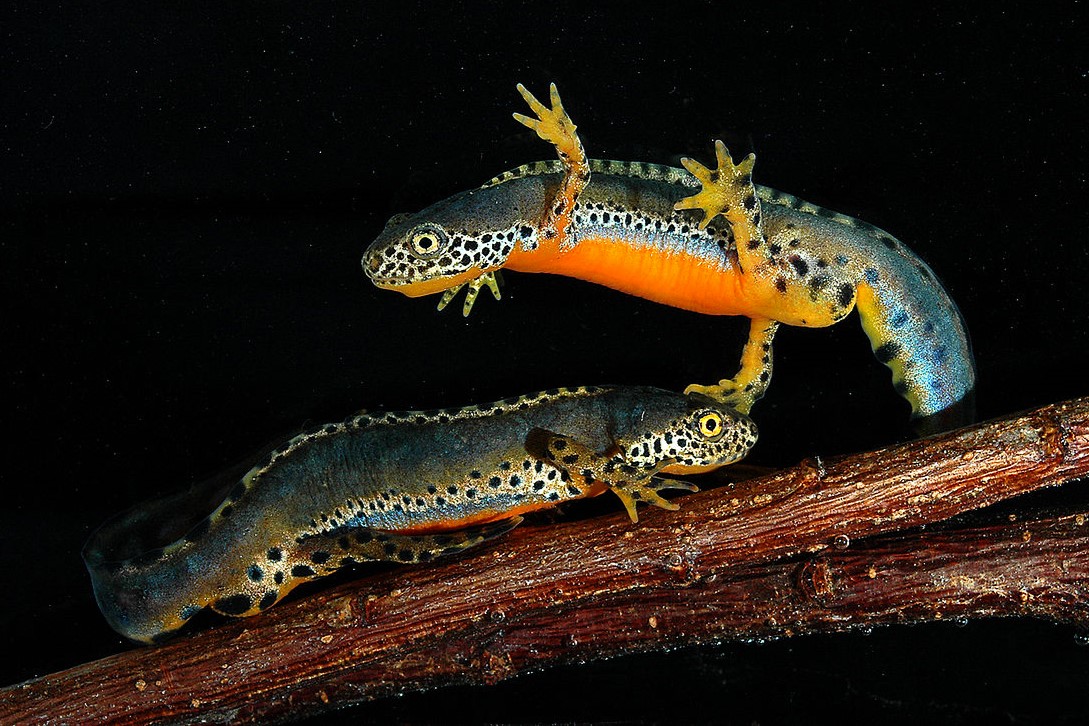 Thumbnail 2 Ichthyosaura alpestris