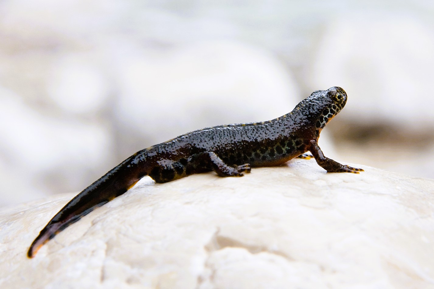 Thumbnail 3 Ichthyosaura alpestris