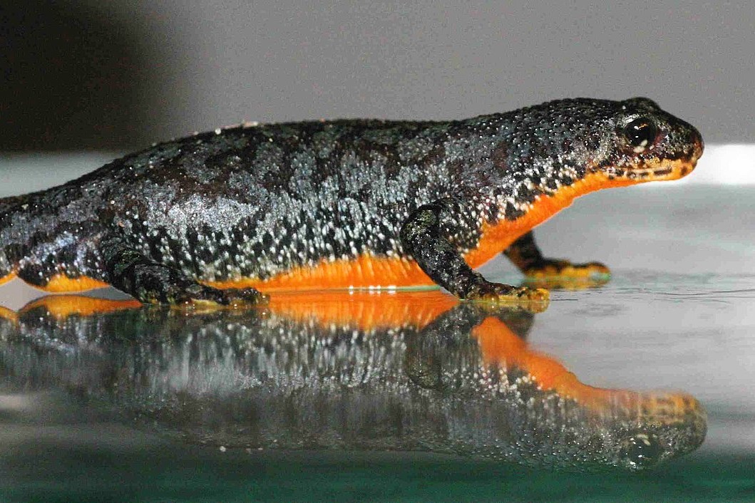 Thumbnail 4 Ichthyosaura alpestris