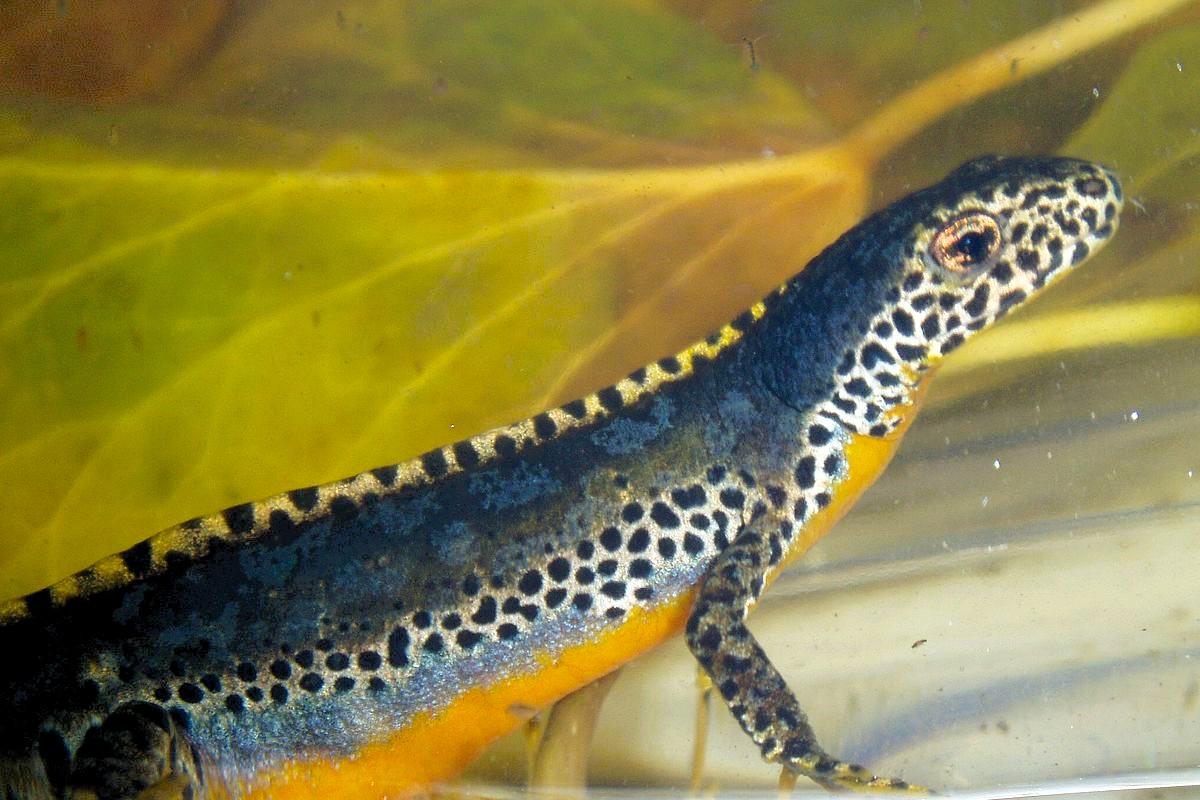 Thumbnail 5 Ichthyosaura alpestris