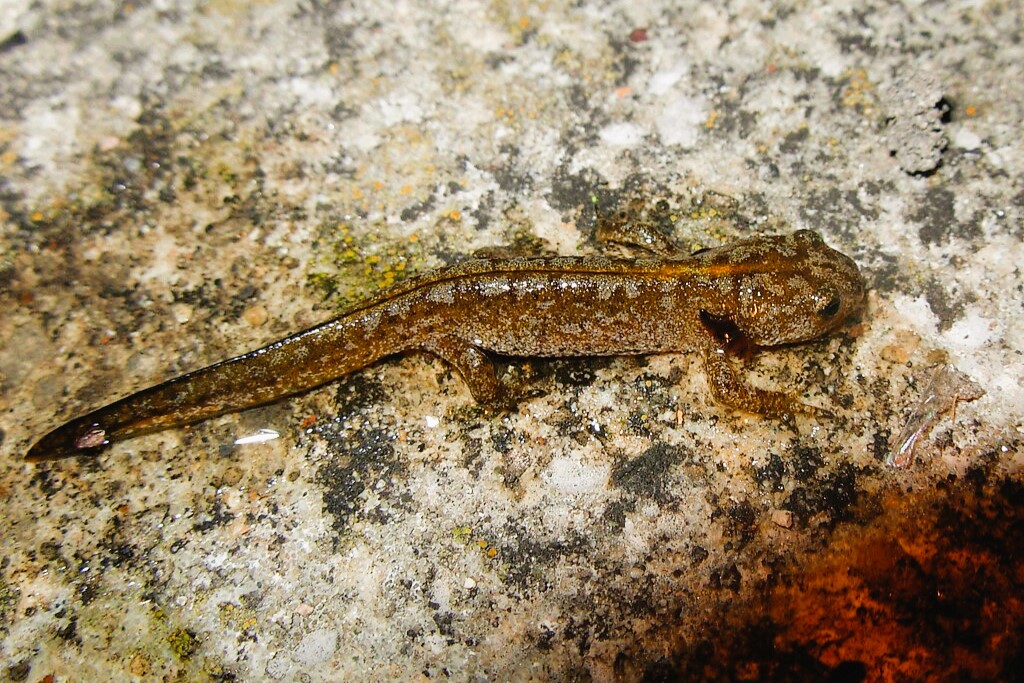 Thumbnail 6 Ichthyosaura alpestris
