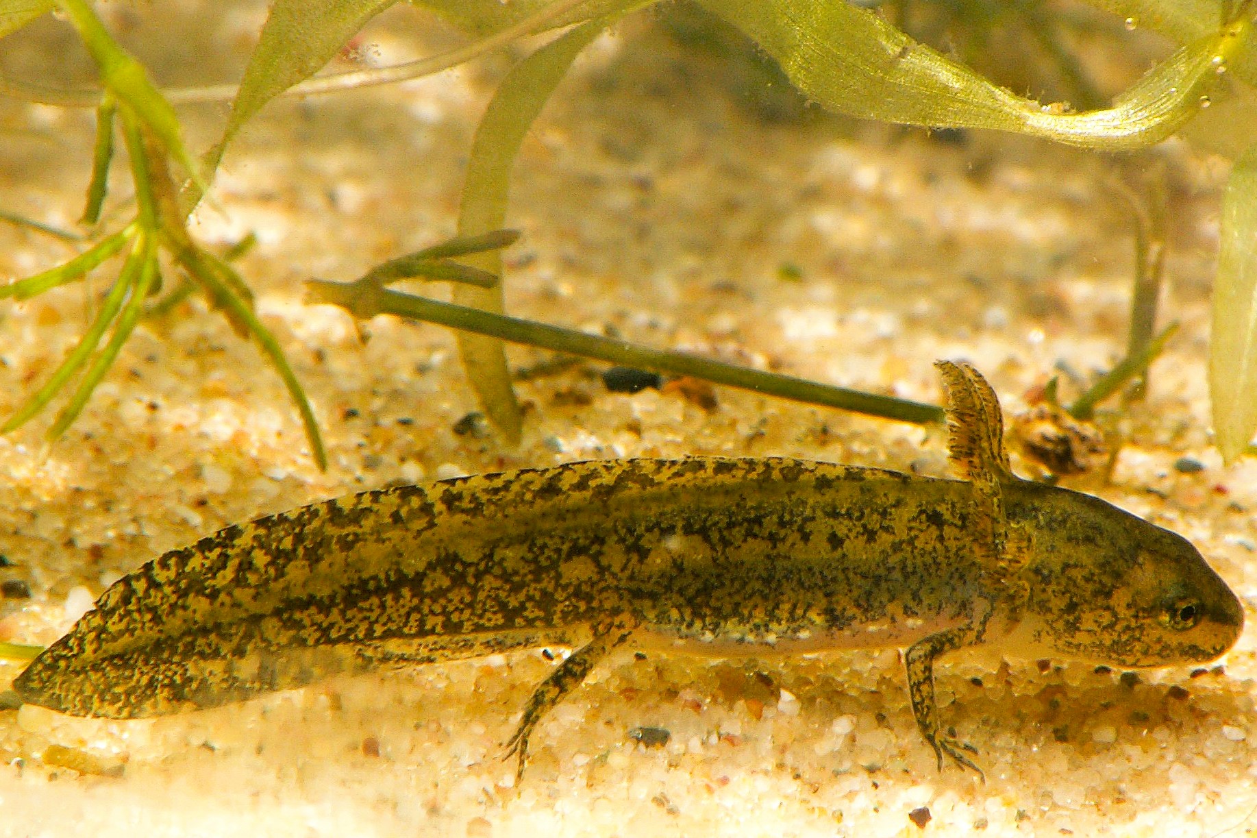 Thumbnail 7 Ichthyosaura alpestris