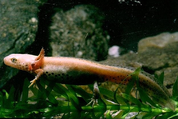Thumbnail 8 Ichthyosaura alpestris