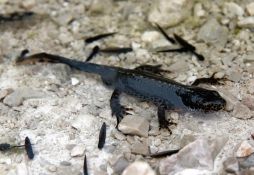 Ichthyosaura alpestris