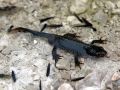 Ichthyosaura alpestris