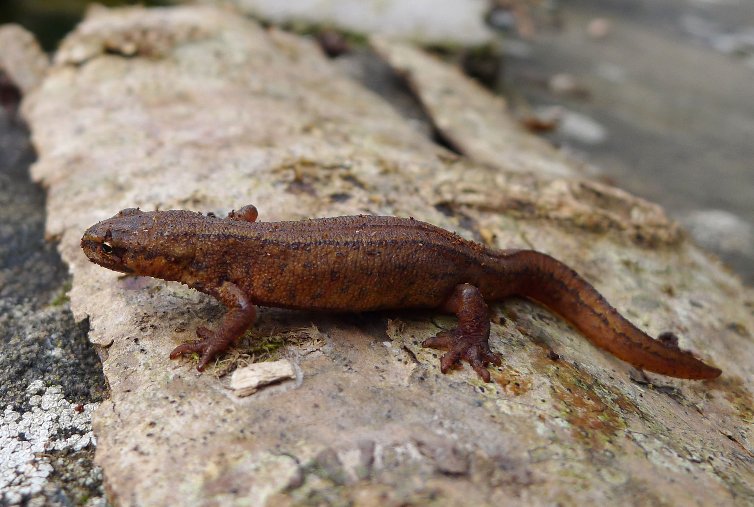 Thumbnail 8 Lissotriton vulgaris