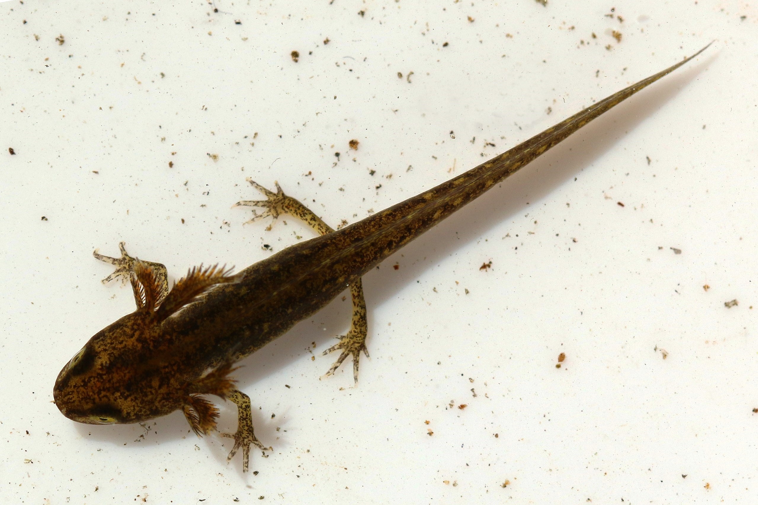 Thumbnail 11 Lissotriton vulgaris