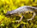 Lissotriton vulgaris