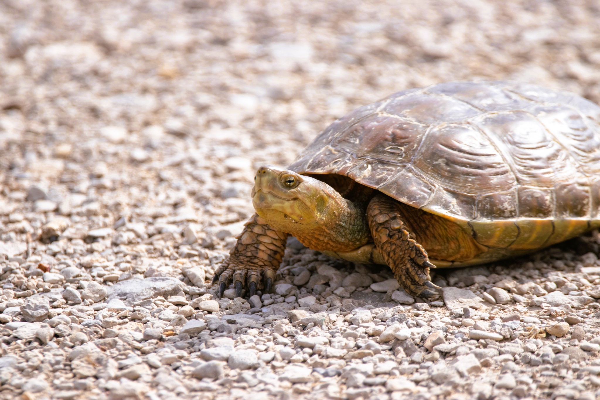 Mauremys leprosa
