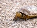 Mauremys leprosa