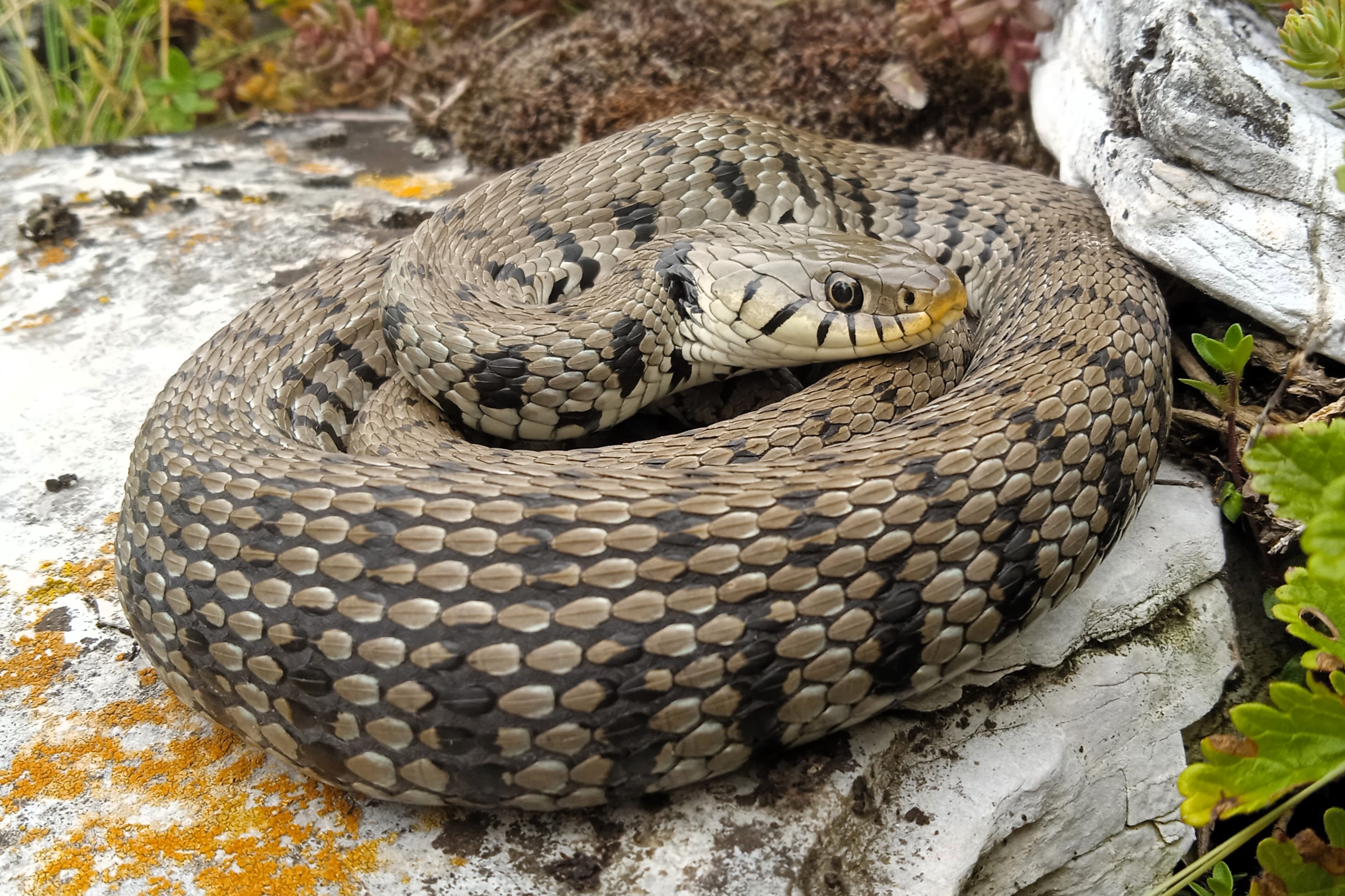 Natrix helvetica