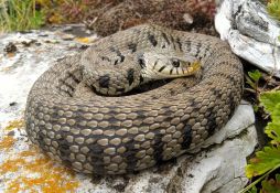 Natrix helvetica