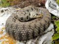 Natrix helvetica