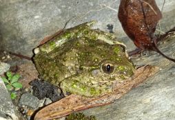 Pelodytes punctatus