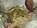 Pelodytes punctatus