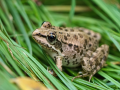 Pelophylax kurtmuelleri