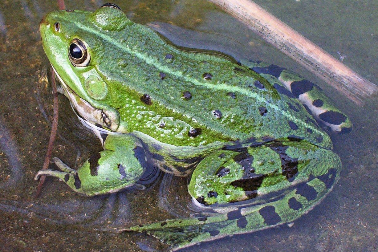 Thumbnail 2 Pelophylax lessonae