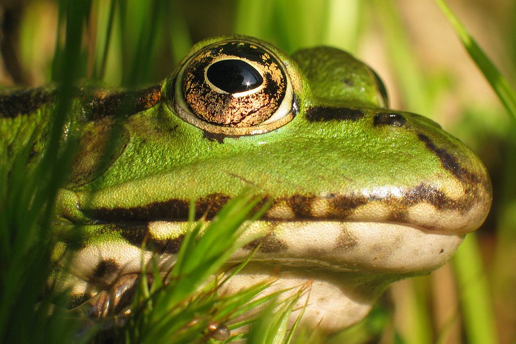 Thumbnail 4 Pelophylax lessonae