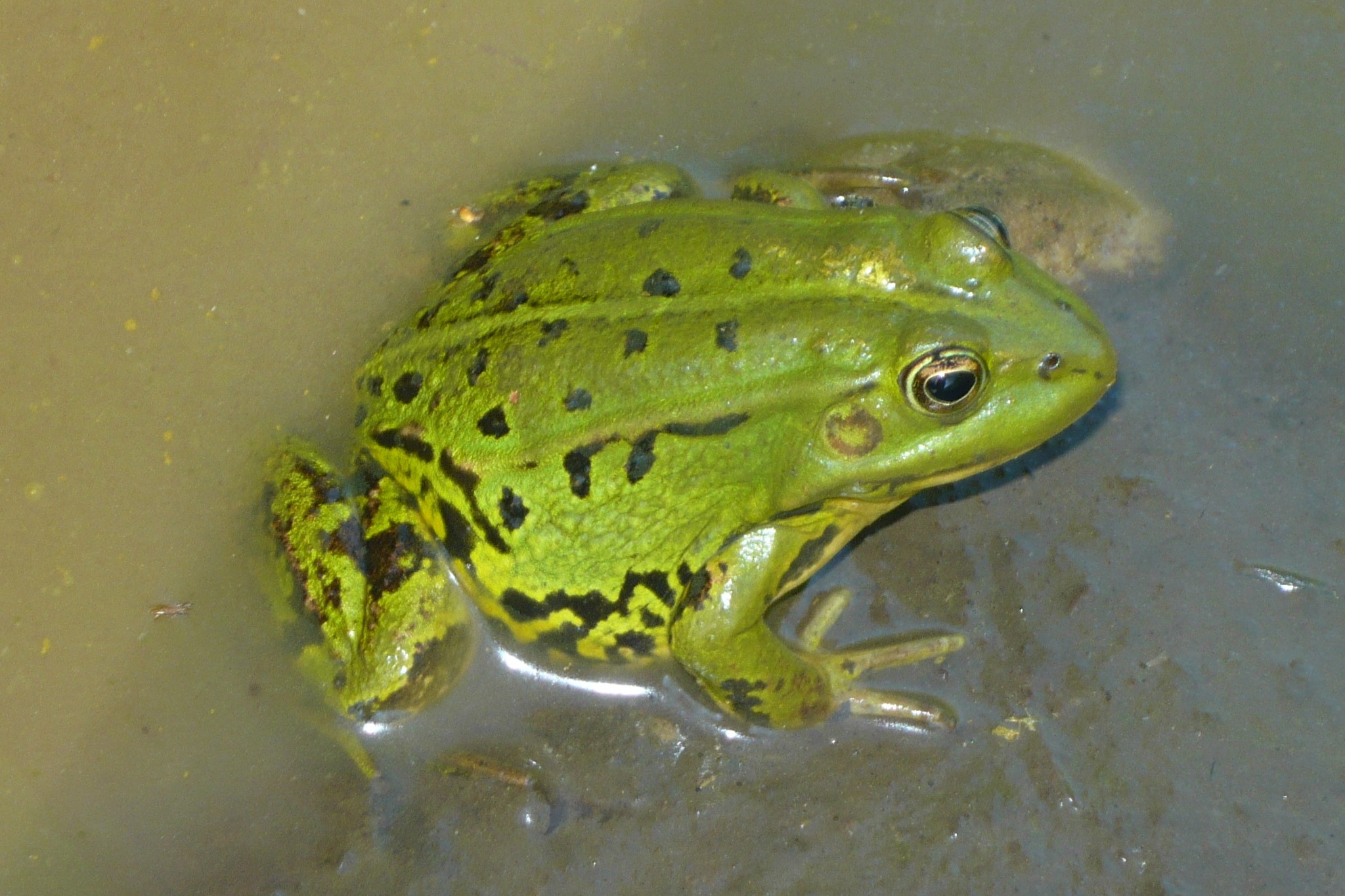 Thumbnail 8 Pelophylax lessonae