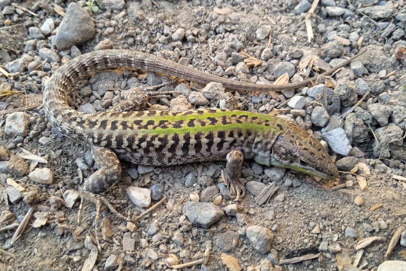 Podarcis siculus