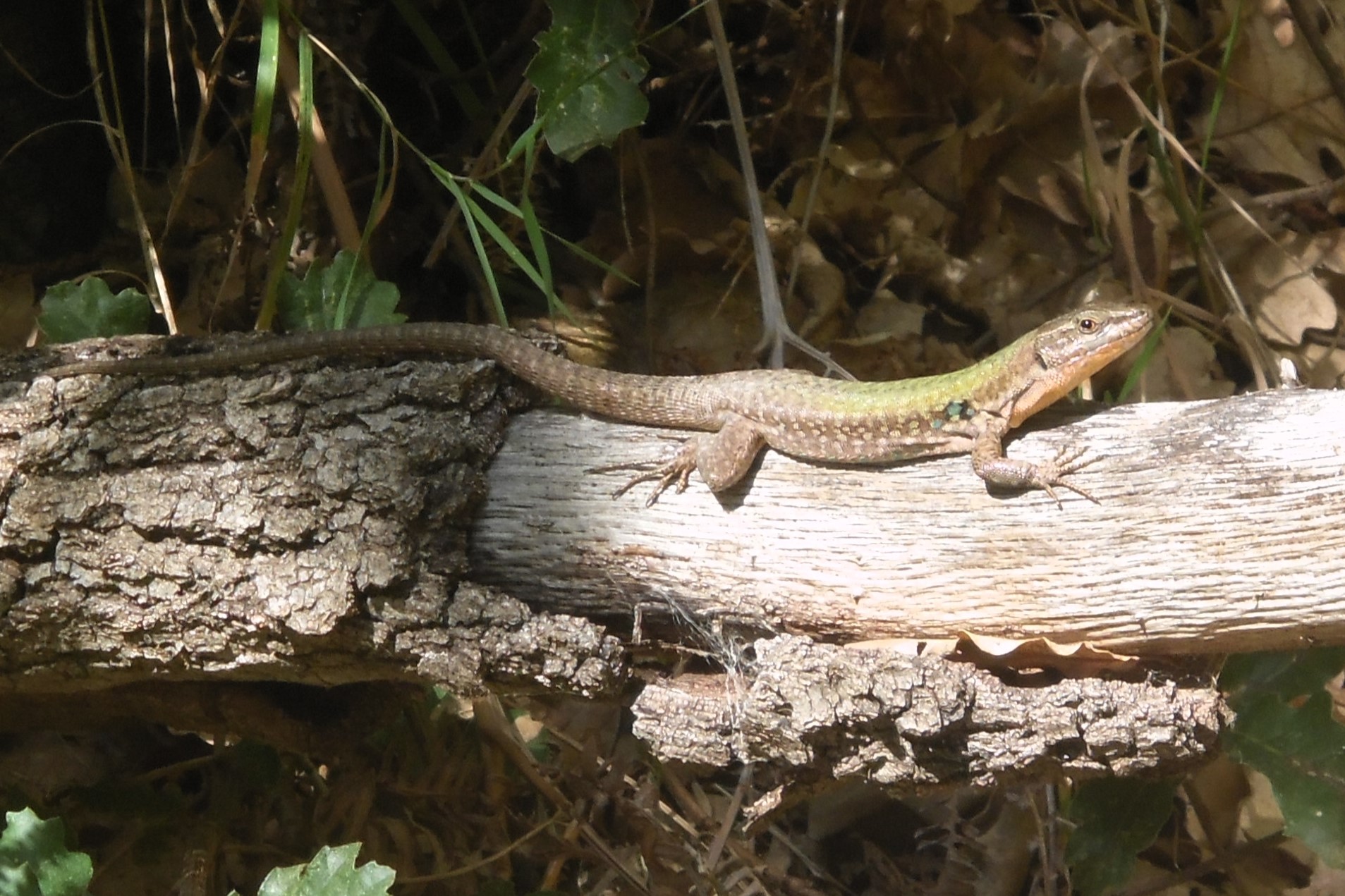 Thumbnail 3 Podarcis siculus