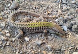 Podarcis siculus