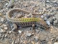 Podarcis siculus