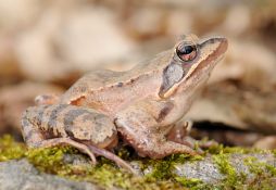 Rana dalmatina