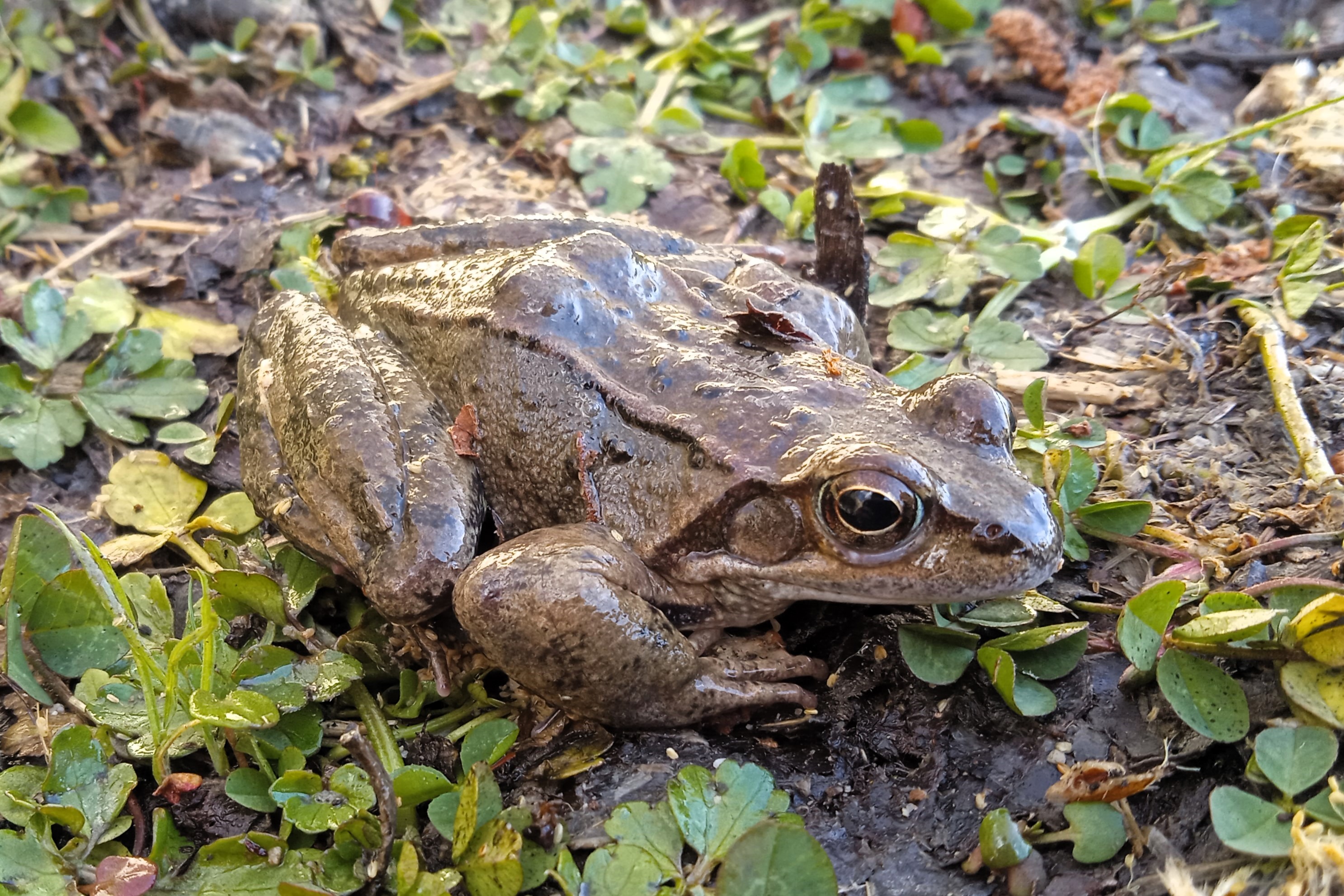 Rana temporaria