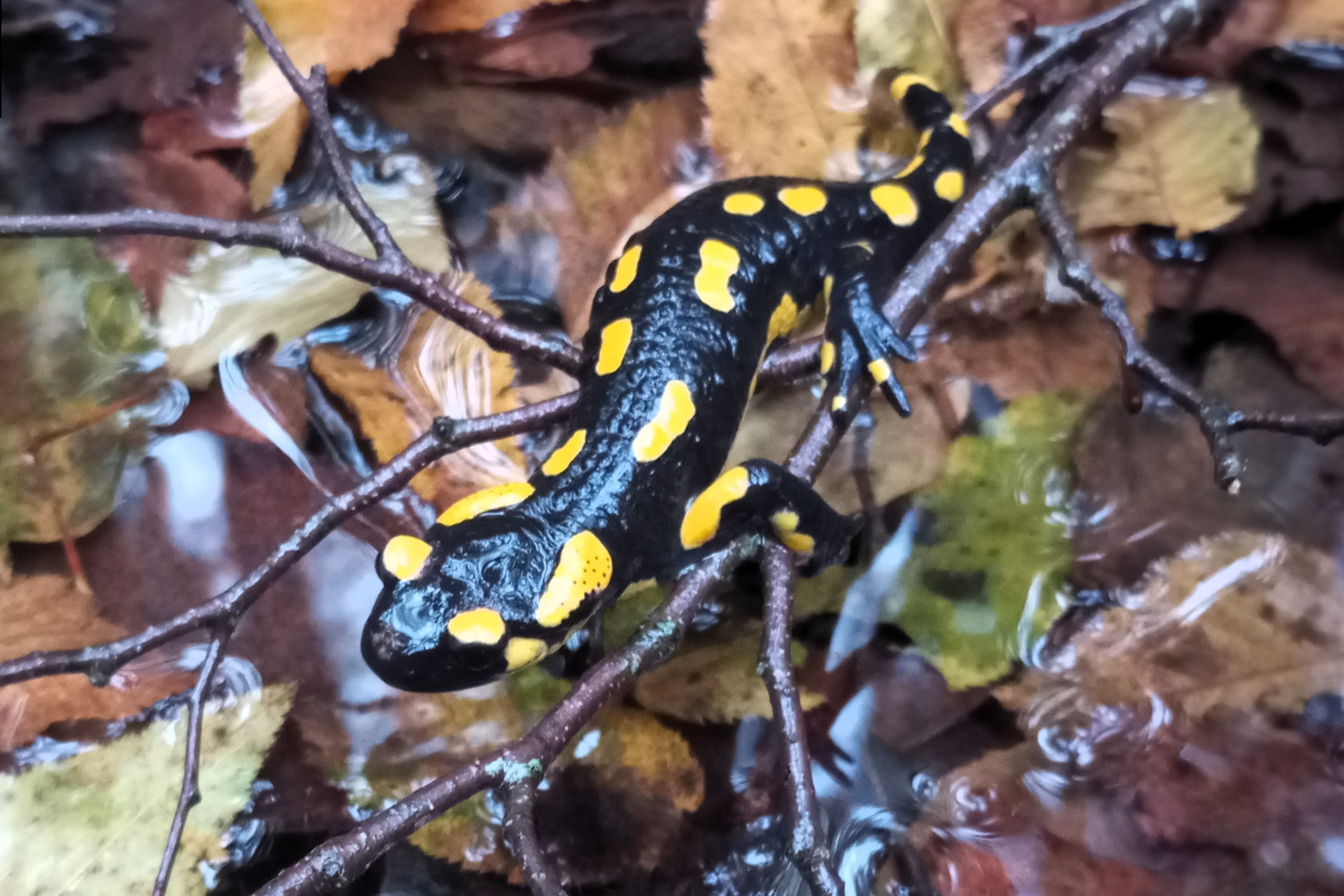 Thumbnail 3 Salamandra salamandra