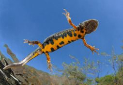Triturus carnifex