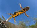 Triturus carnifex