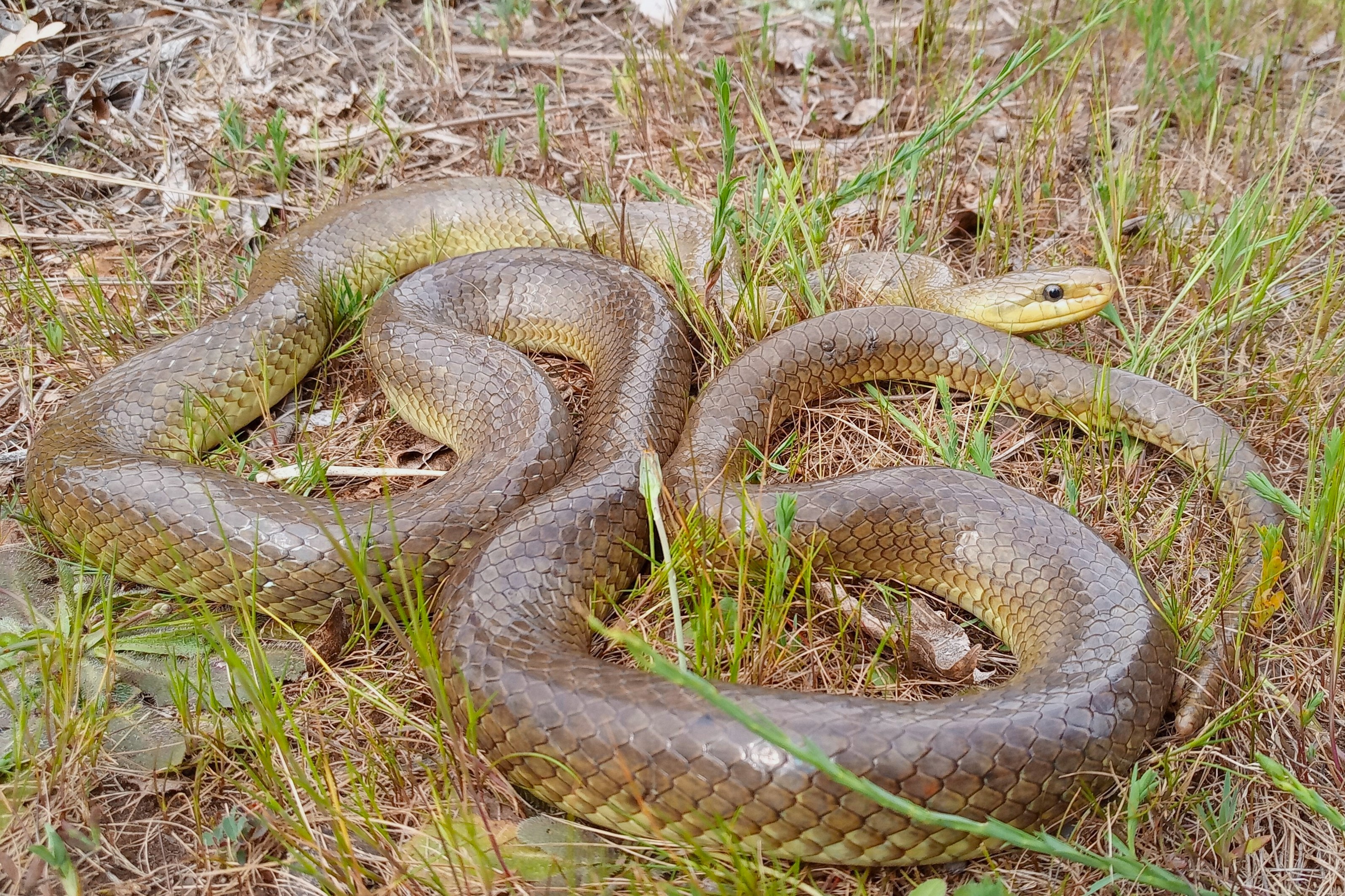 Zamenis longissimus