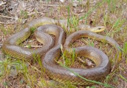 Zamenis longissimus