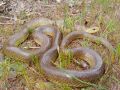 Zamenis longissimus